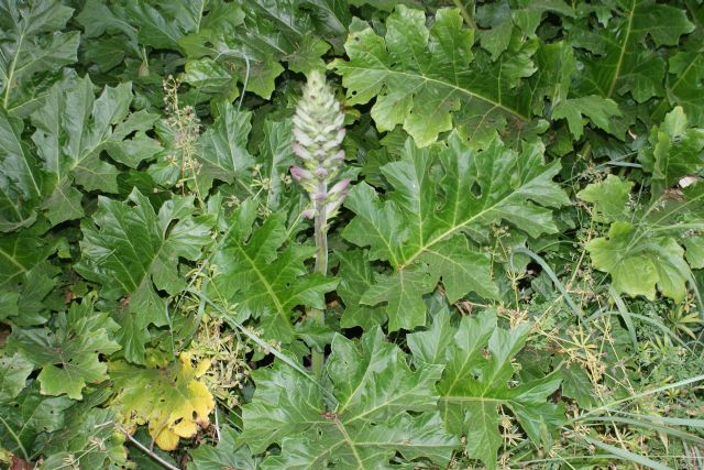 Acanthus mollis